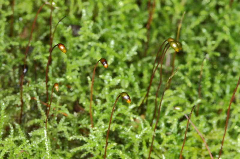Brachythecium starkei